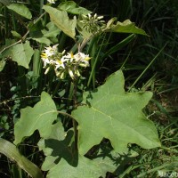 Solanum torvum Sw.